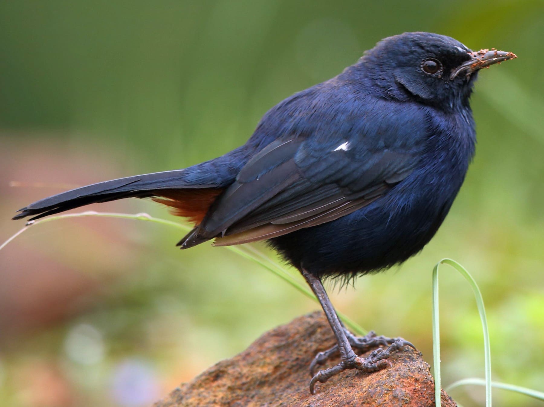 Indian Robin